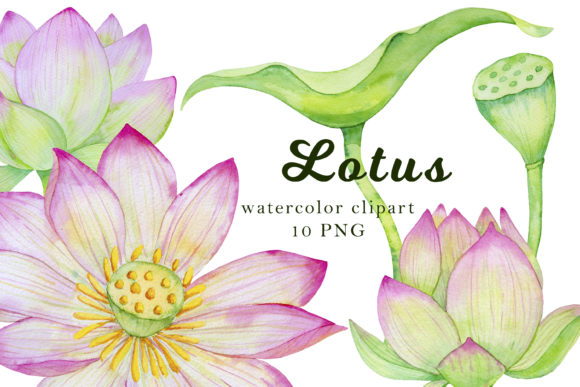 Download Lotus Clipart, Watercolor Flowers - Flowers Collection