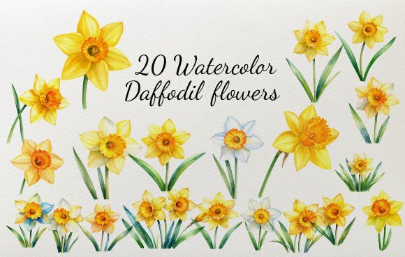 Download 20 Watercolor Daffodil Flowers - Flowers Collection
