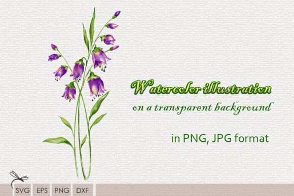 Download Watercolor Illustrations Wildflowers - Flowers Collection