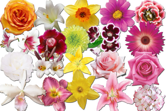 Download Flowers Clipart - Premium Resources