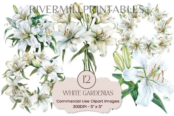 Download White Gardenia Flowers Transparent PNGs - Flowers Collection