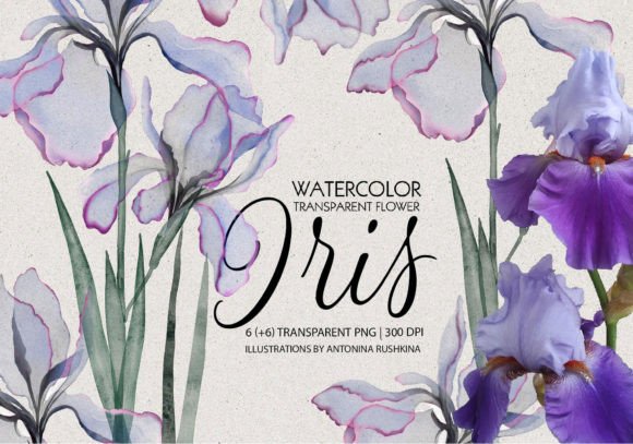Download Transparent Flowers of Iris. - Flowers Collection