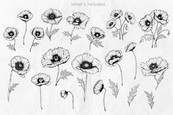 Download Poppy Flowers Line Art SVG - Flowers Collection