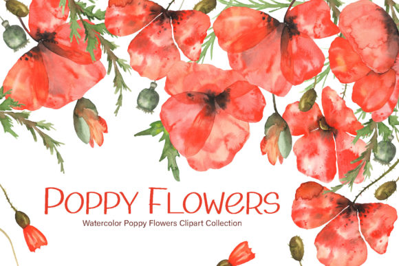 Download Watercolor Poppy Flowers Collection - Flowers Collection
