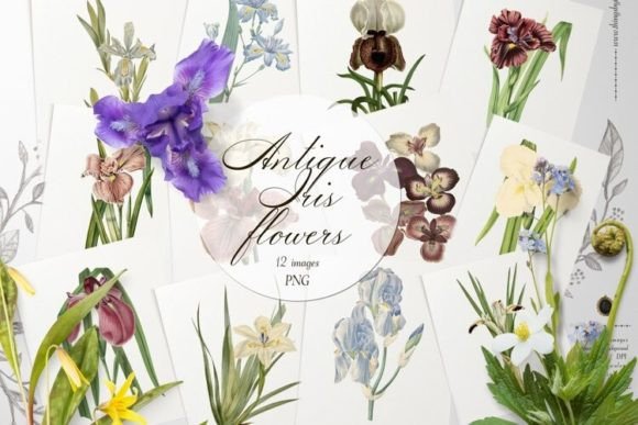 Download Vintage Iris Flowers Transparent PNG - Flowers Collection