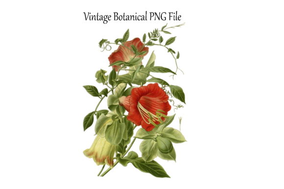 Download Vintage Botanical Flowers Transparent - Flowers Collection